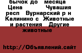 бычок до 1 месяца › Цена ­ 7 000 - Чувашия респ., Вурнарский р-н, Калинино с. Животные и растения » Другие животные   